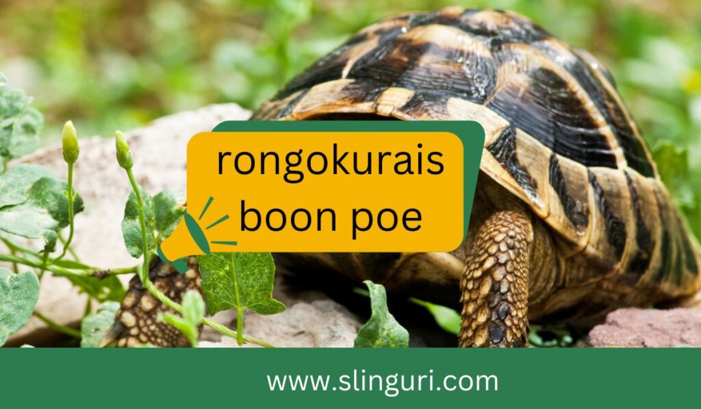 rongokurais boon poe